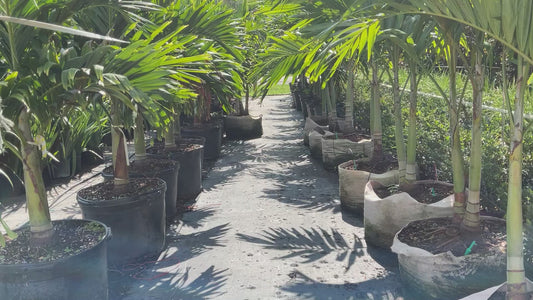 Sarah Gardens Nursery