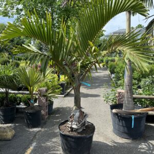 Carpentaria Palm