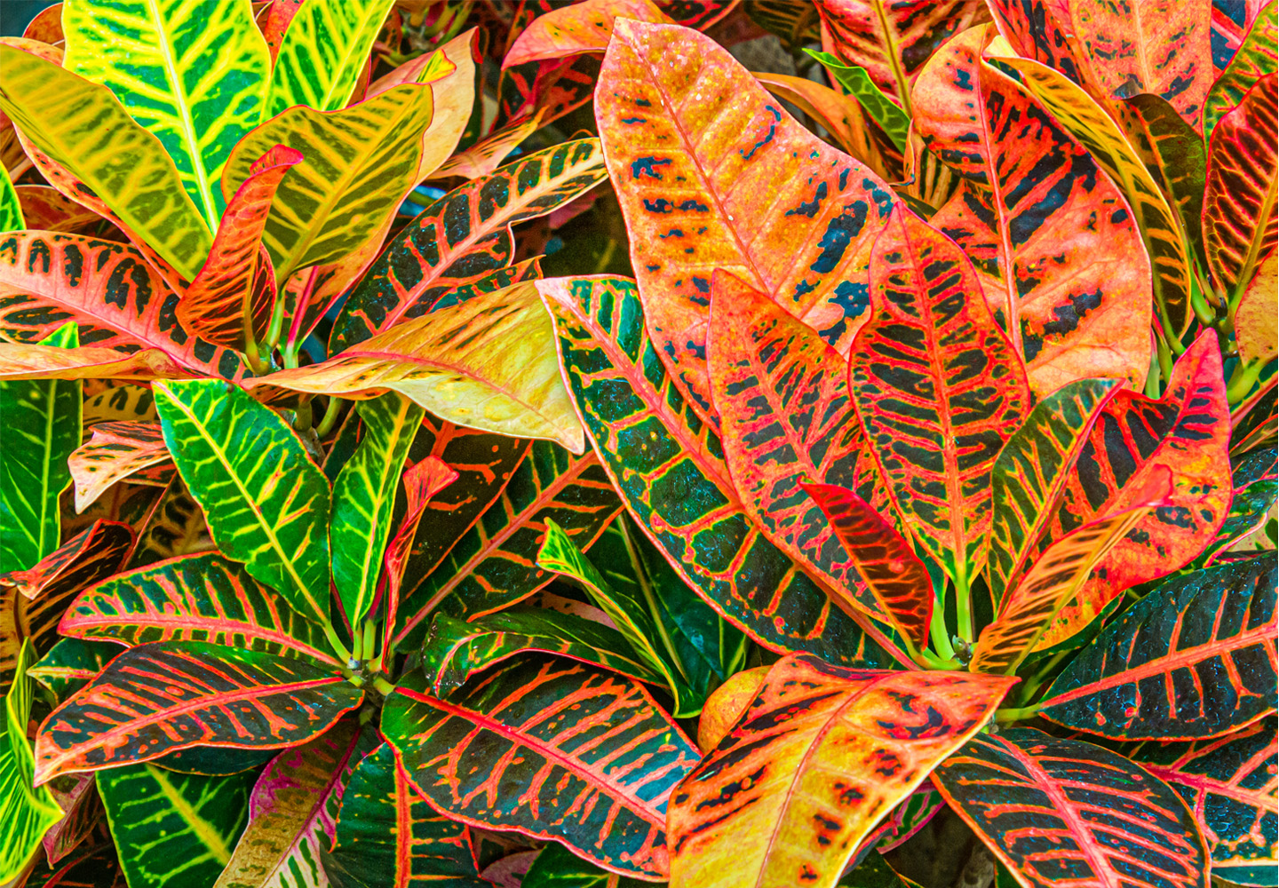 Croton Plants