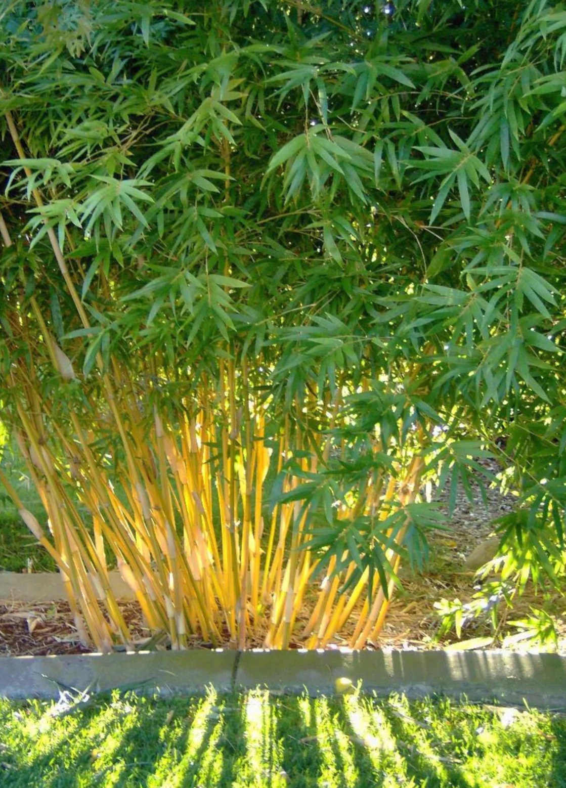Yellow Bamboo
