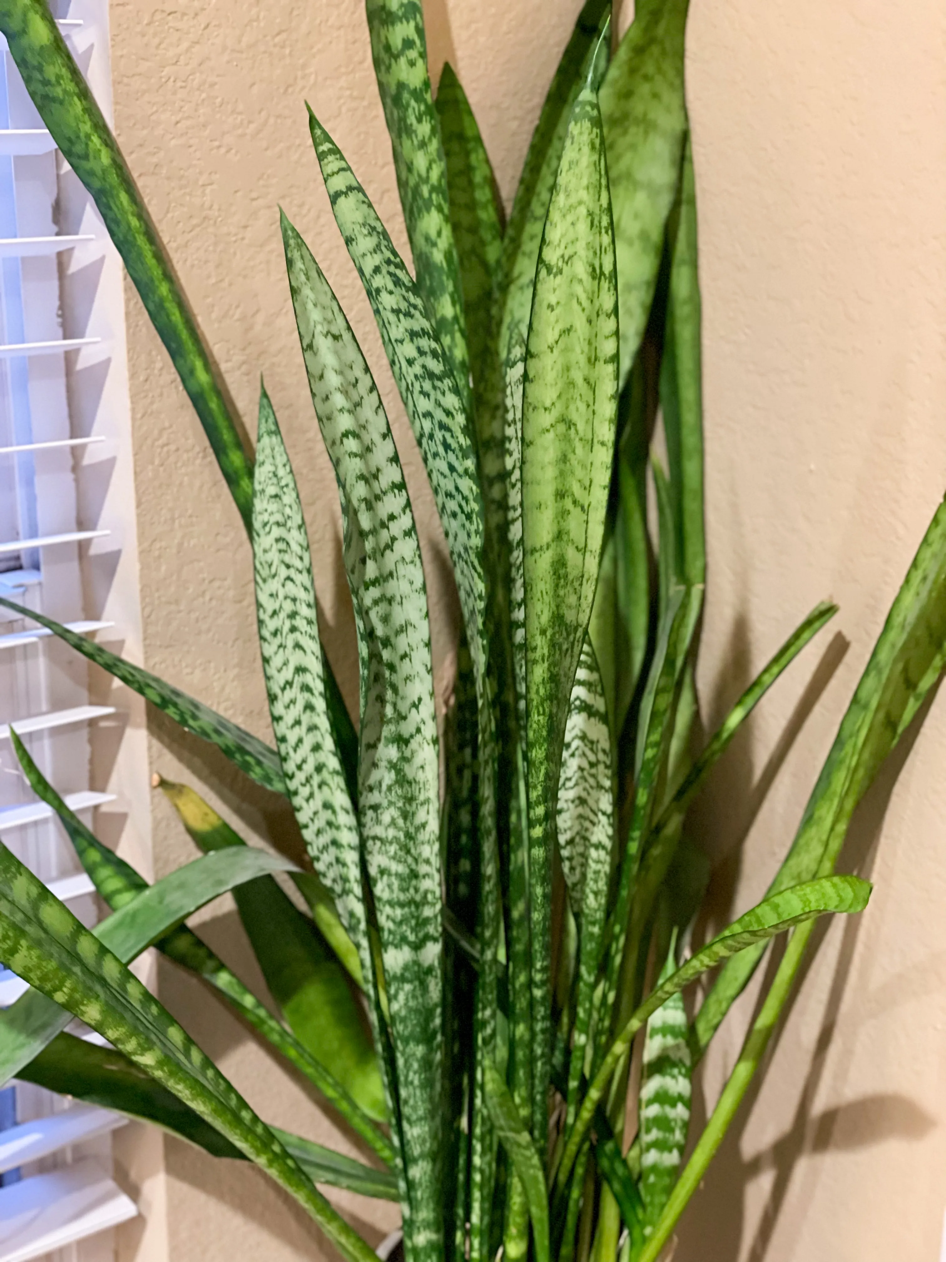 Snake Plant