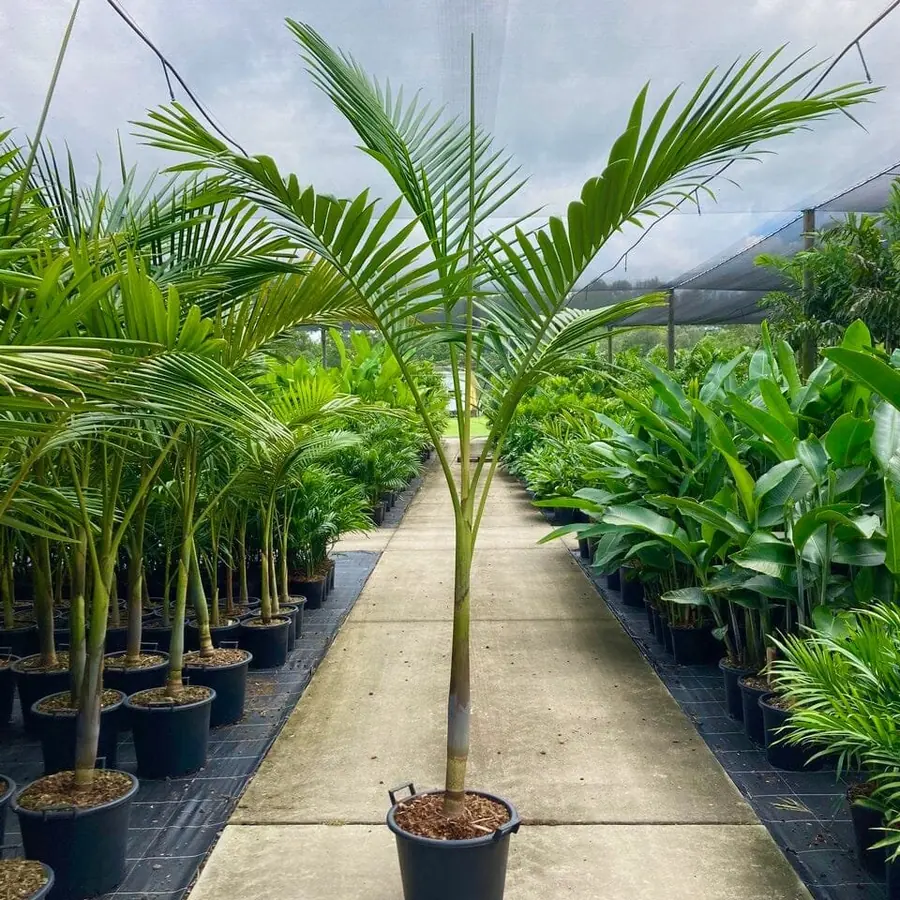 King Palm Trees