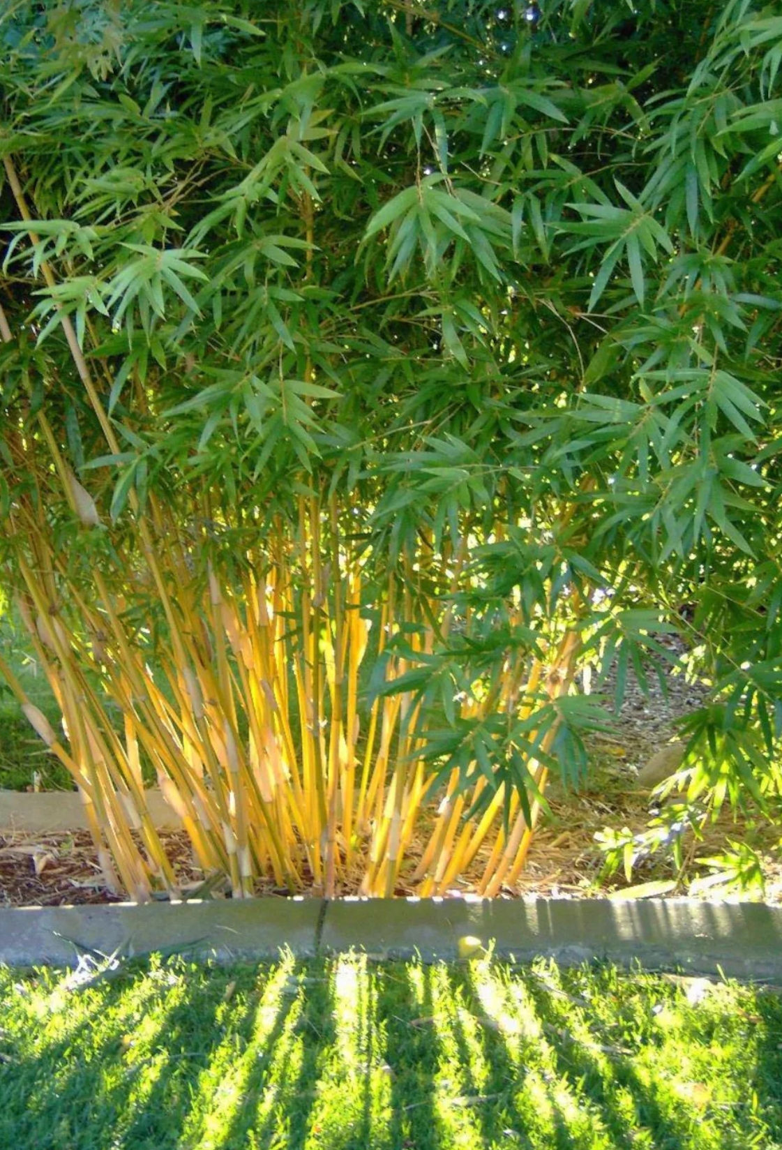 Golden Bamboo